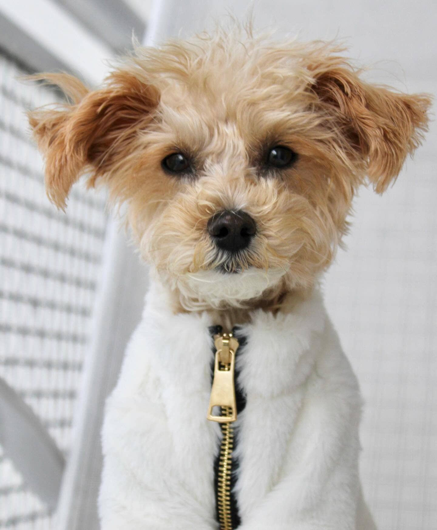 Furi Pet Coat - Bone