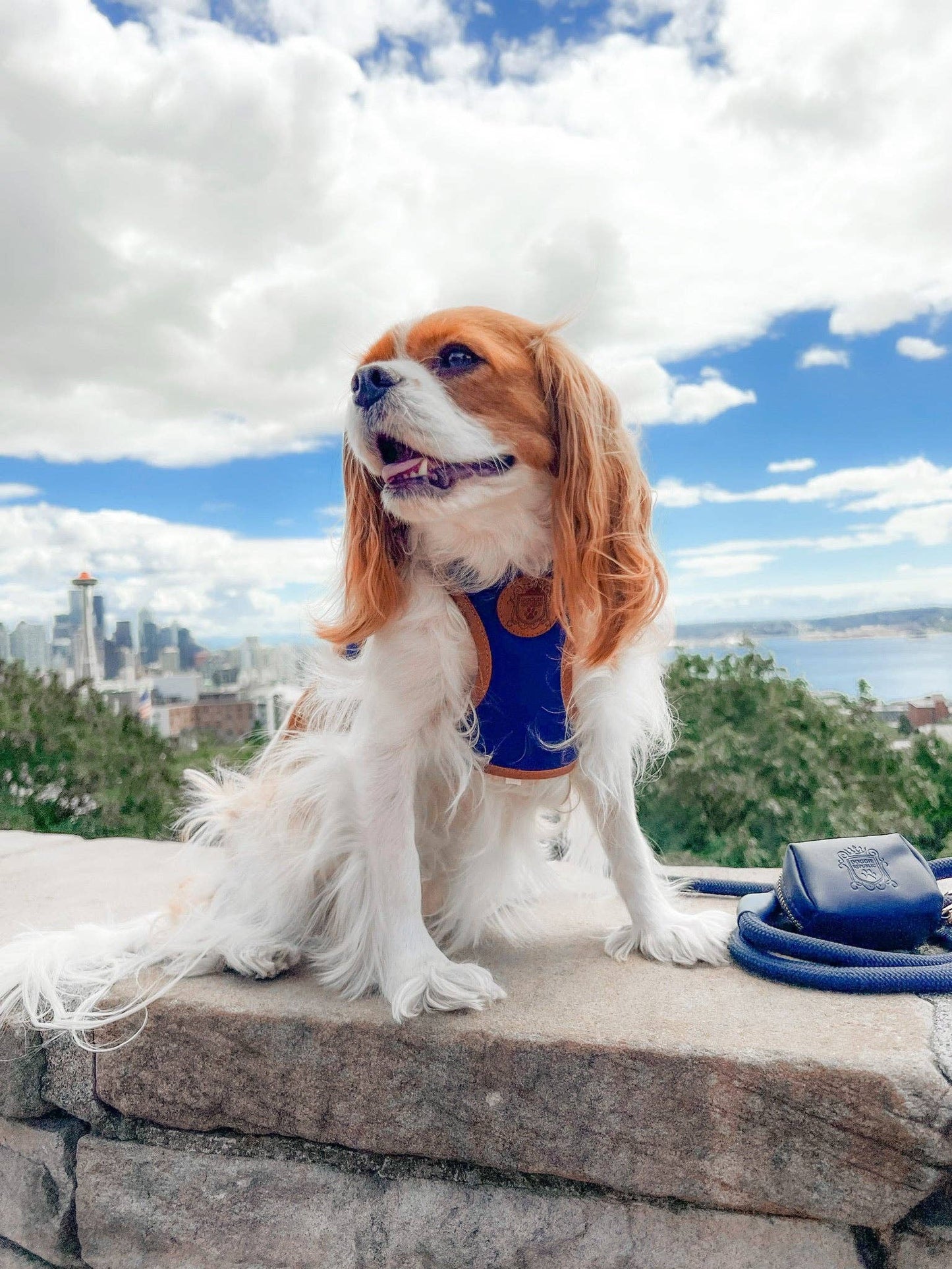 The Classic Waste Bag Holder - Night Sky