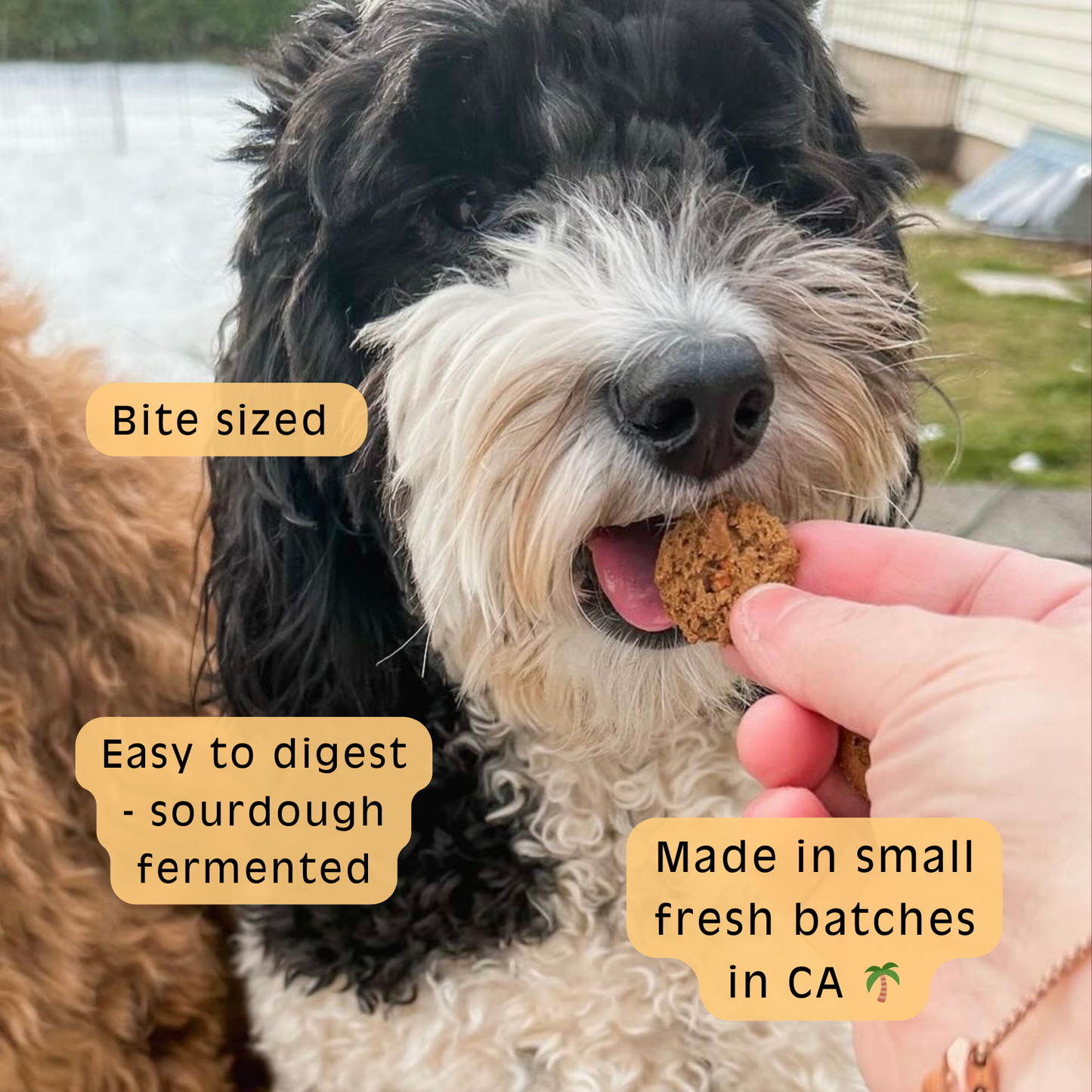 Apple + Carrot Sourdough Dog Treats - Gut Friendly | 3.5 oz