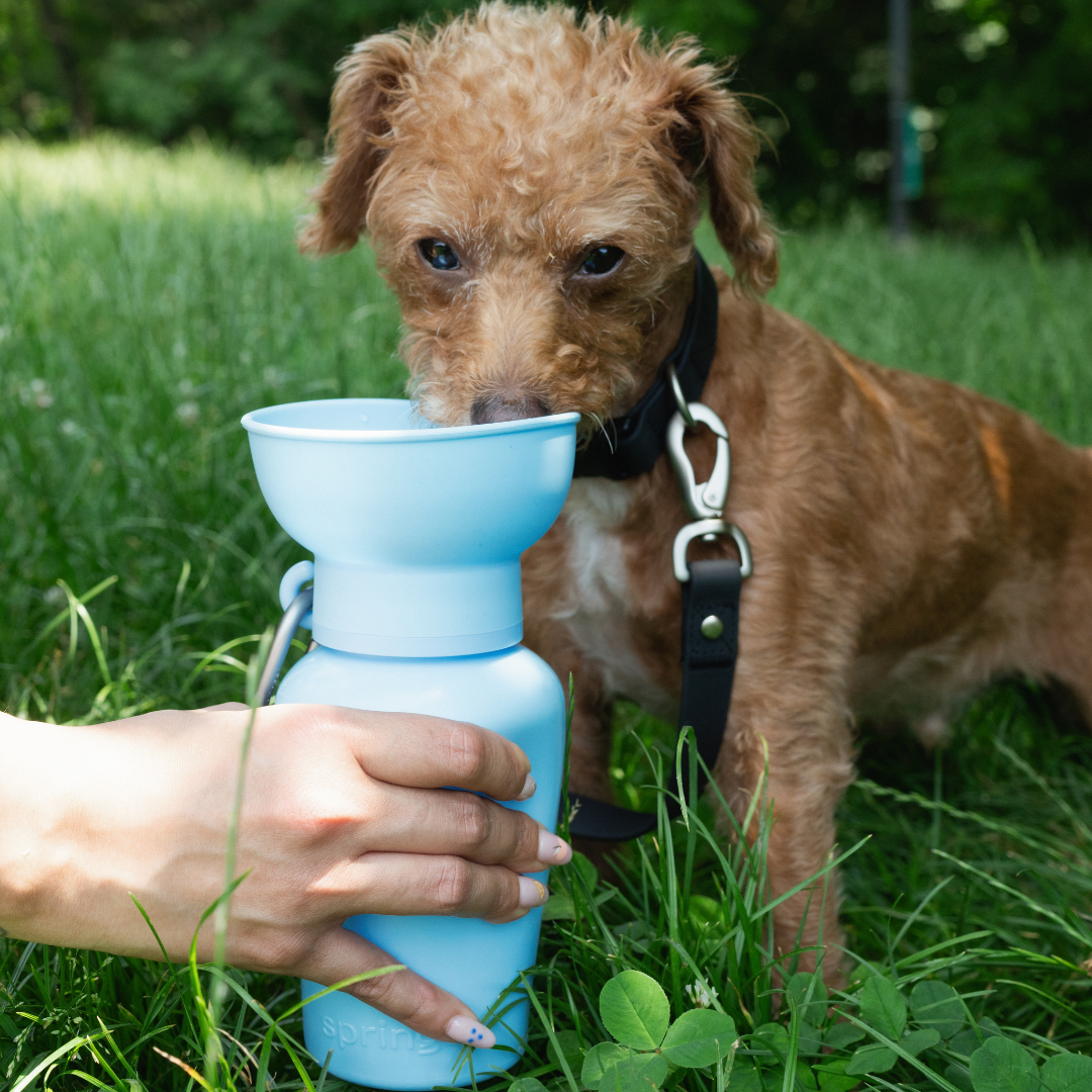 Dog Travel Water Bottle - 20oz Flip