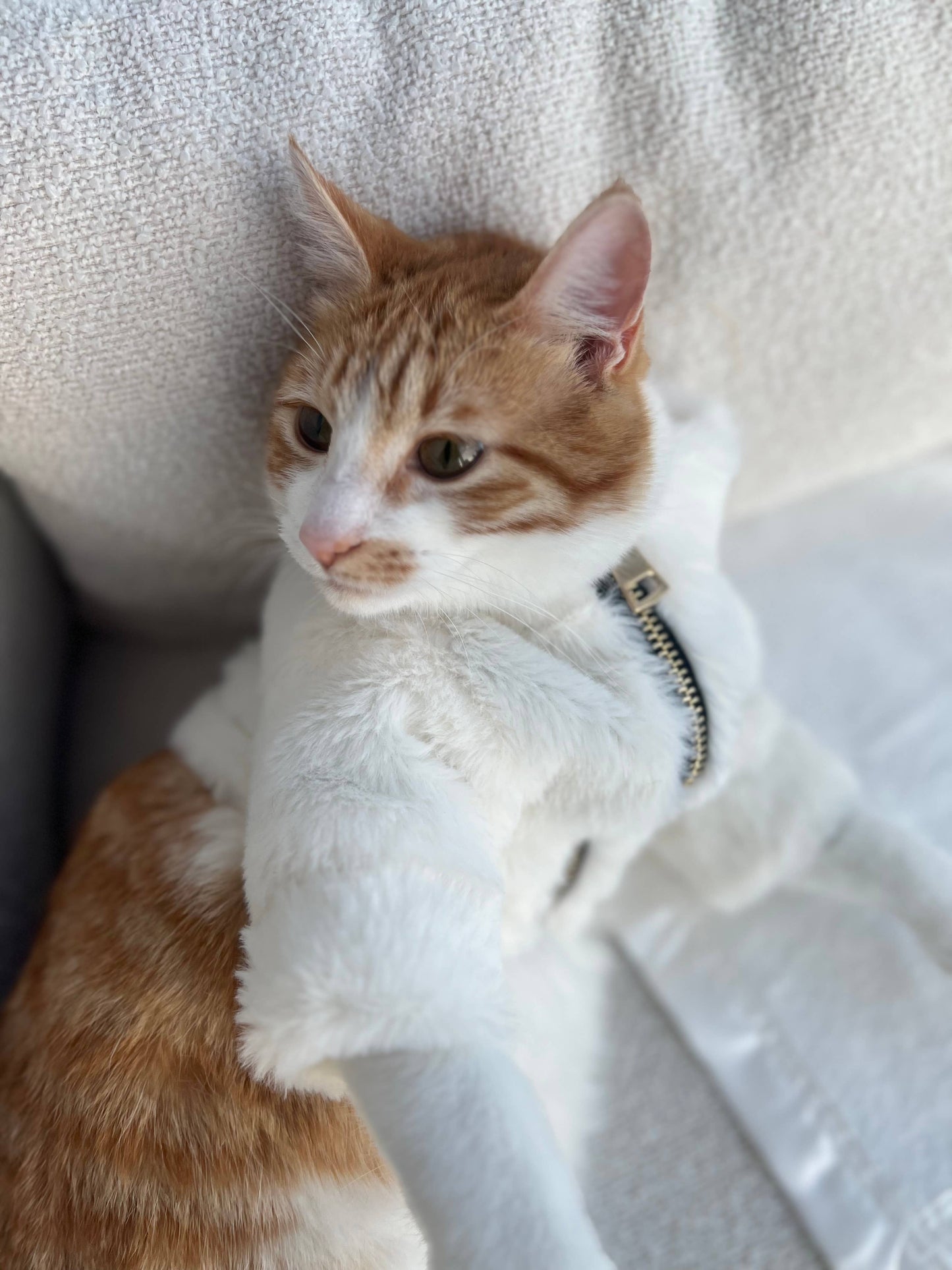 Furi Pet Coat - Bone