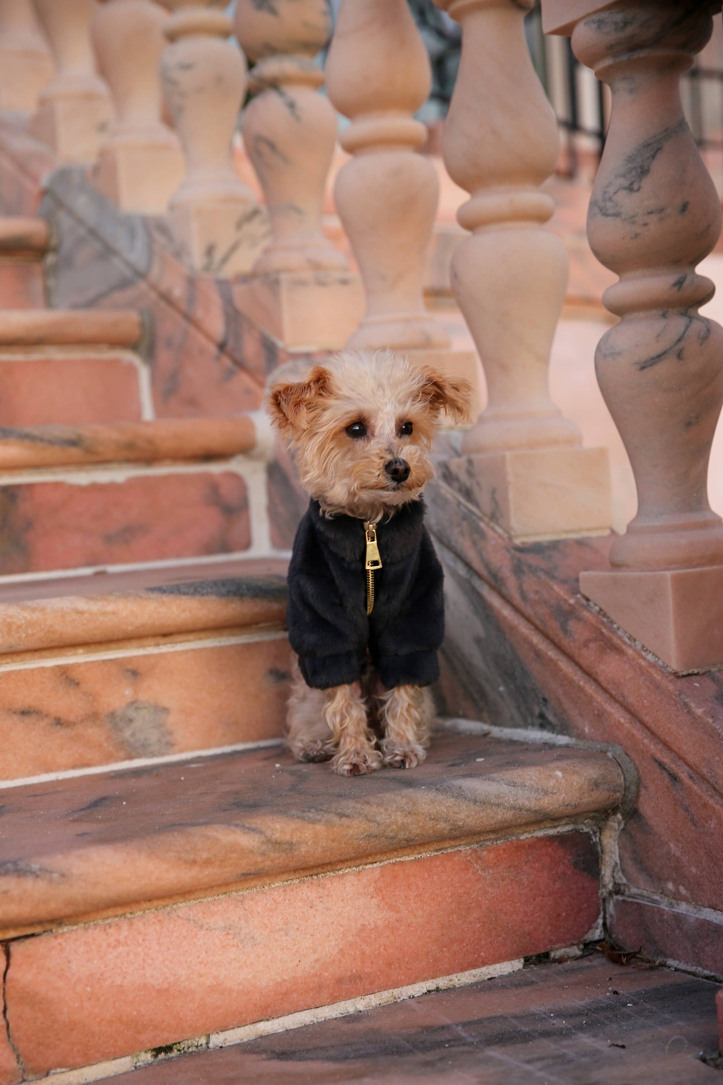 Furi Pet Coat - Noir
