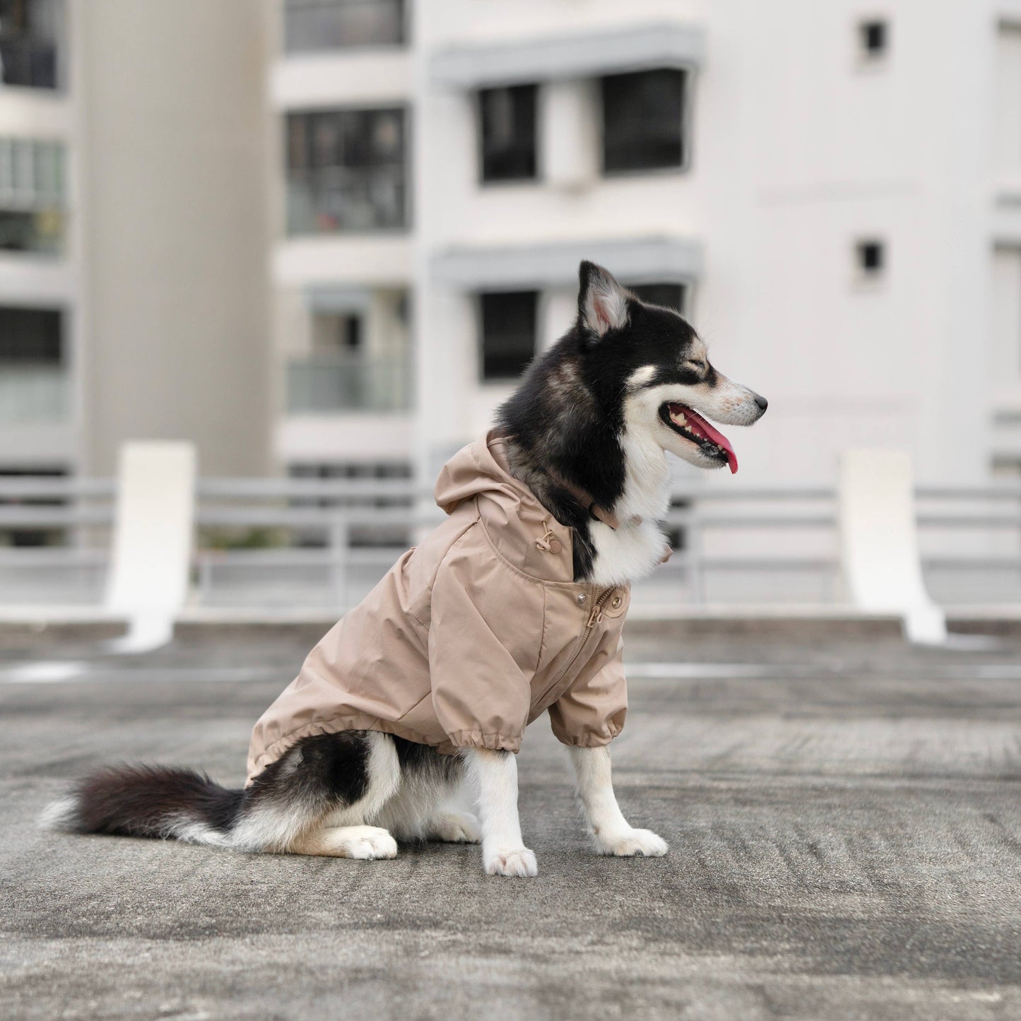 BROOKLYN//DOG CLOTHING//APPAREL