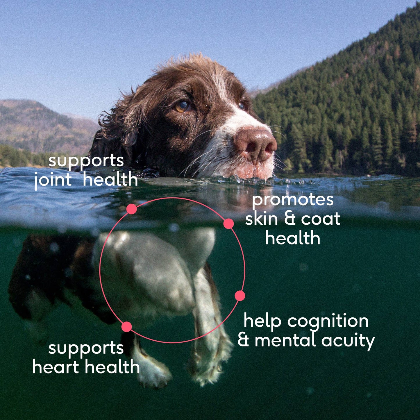 Wild-Caught Alaskan Sockeye Salmon Oil, Skin & Coat Health