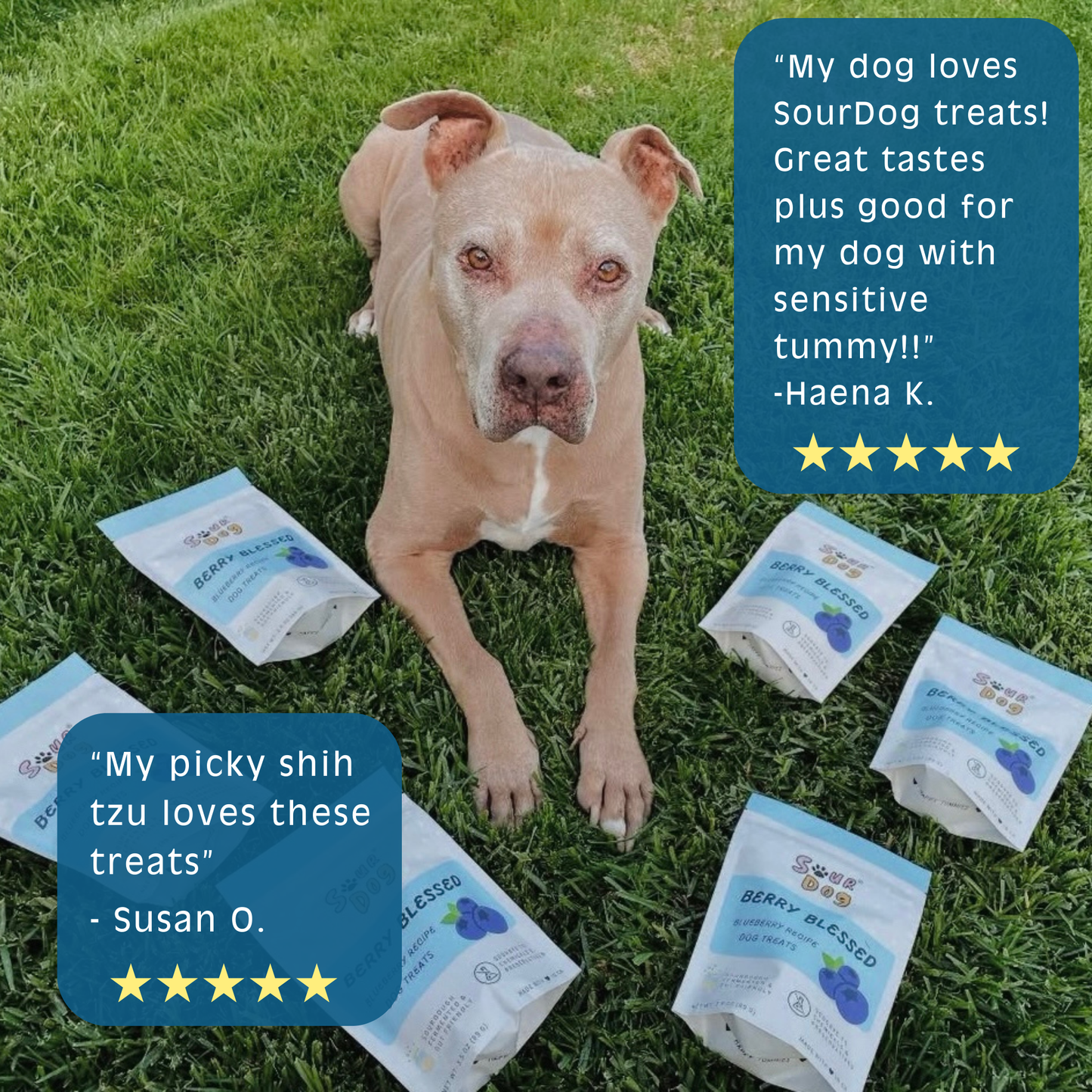 Blueberry Sourdough Dog Treats - Gut Friendly | 3.5 oz