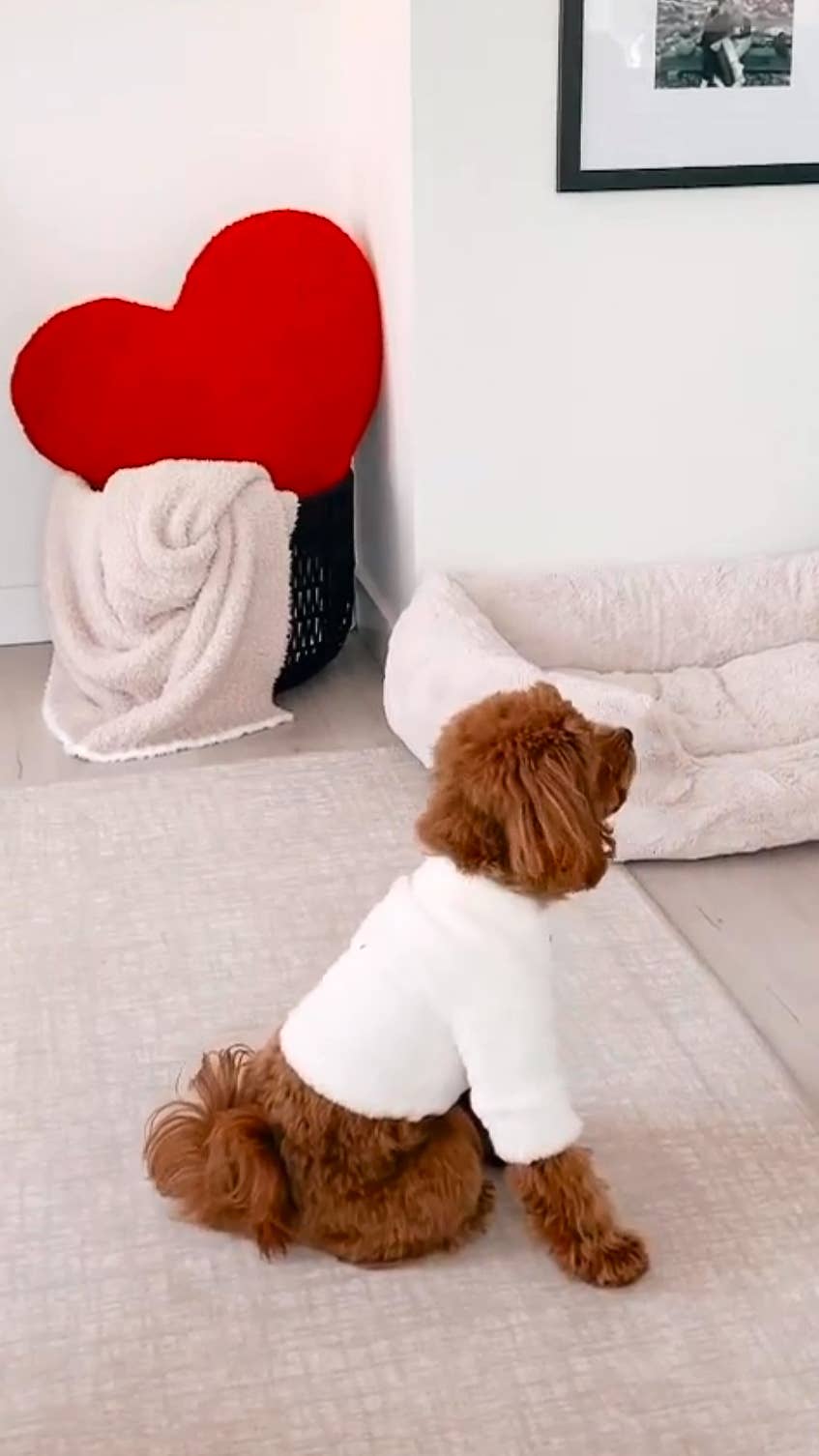 Furi Pet Coat - Bone