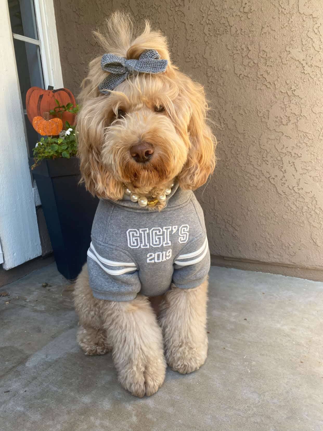 Heritage 2019 Dog Hoodie