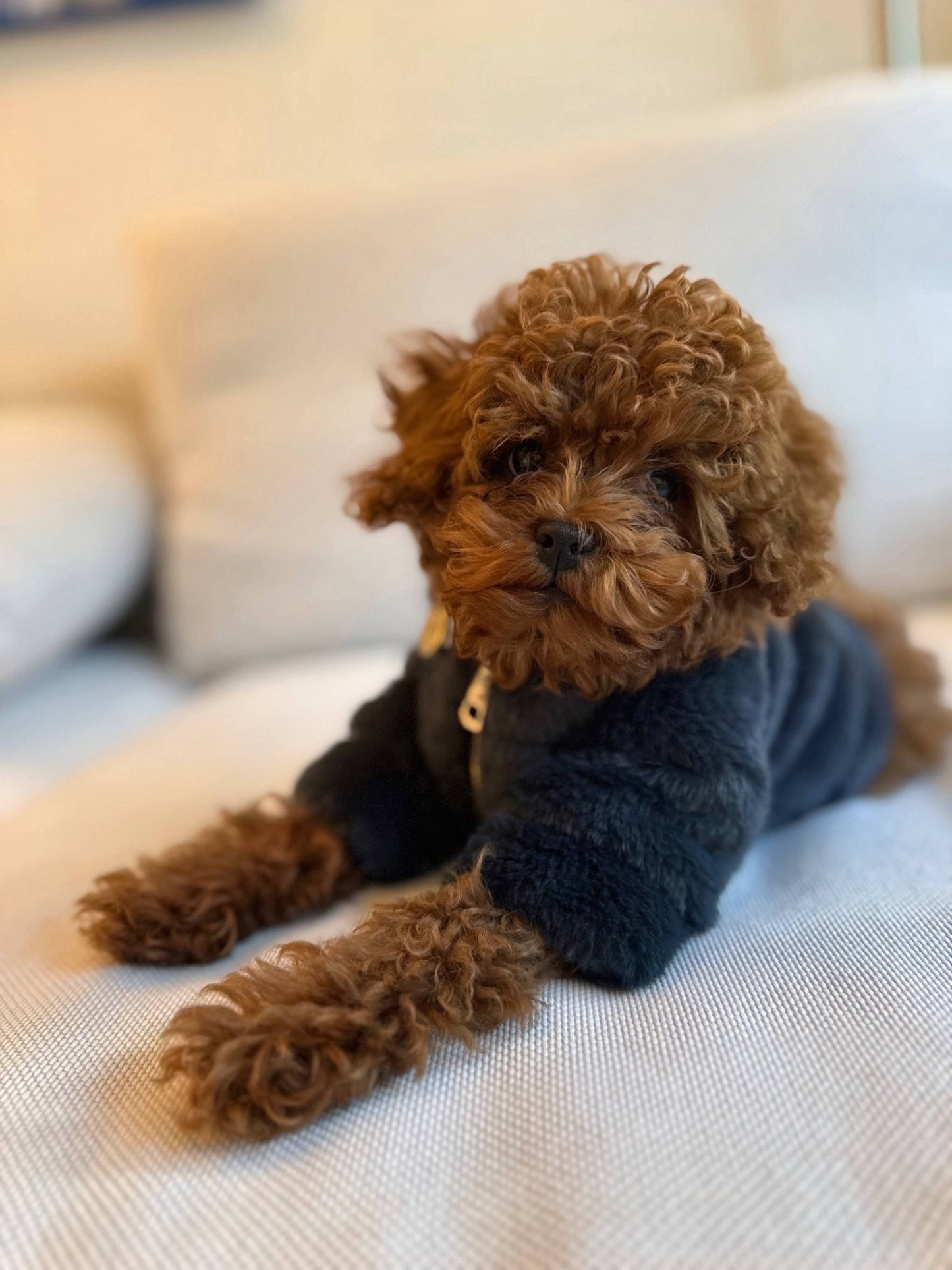 Furi Pet Coat - Noir