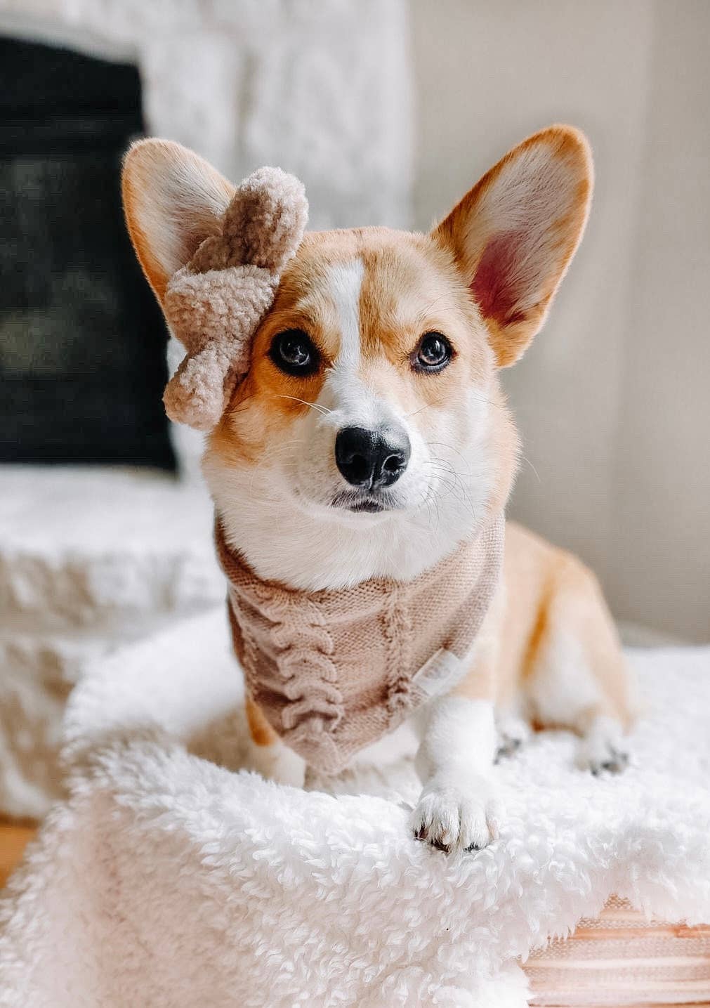 Cinnamon Swirl Bandana