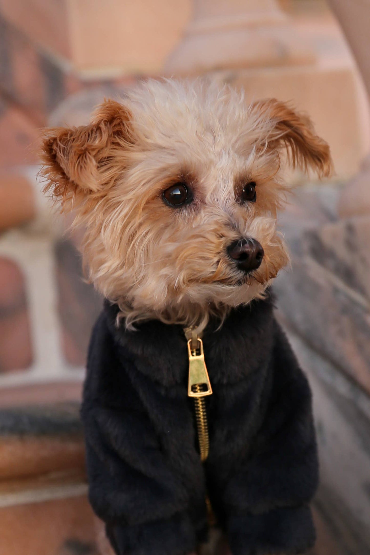 Furi Pet Coat - Noir